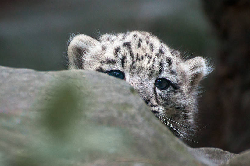 10 charming photos of snow leopards that make them fall in love with them