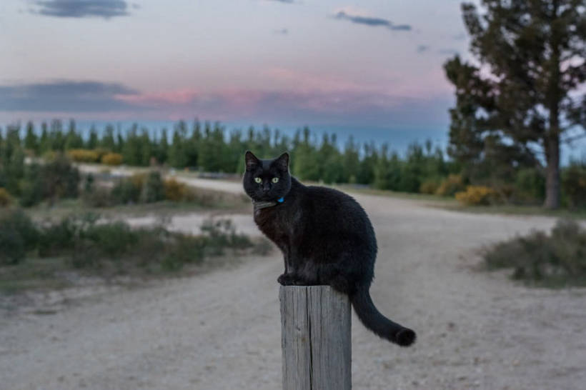 The guy quit his job, sold everything and went on a trip with his cat 