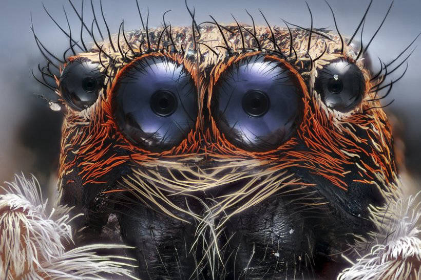 10 winners of the Nikon macrophotography contest show an invisible world