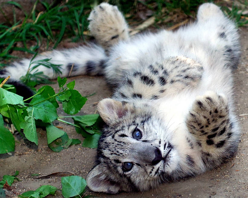  10 charming photos of snow leopards They love to fall in love with them 