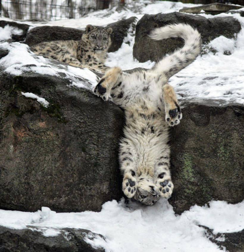 10 charming photos of snow leopards that make you fall in love in them 