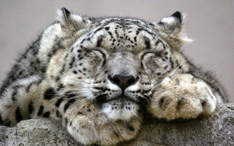 10 charming photos of snow leopards that make them fall in love 