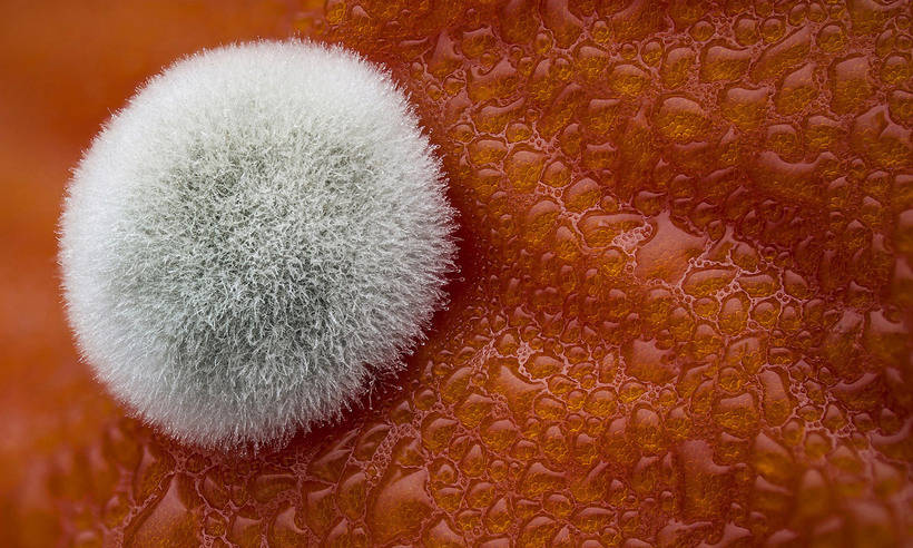 10 winners of the Nikon macrophotography contest show an invisible world