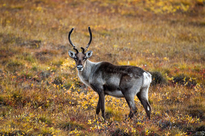 Dalton Highway: the most northerly and delightful road ha of America 