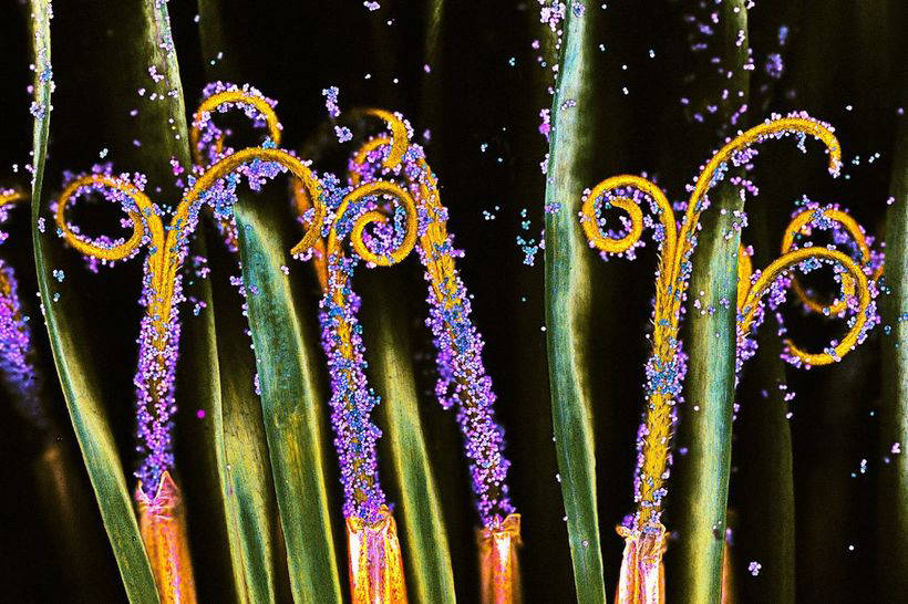 10 winners of the Nikon macrophotography competition show the invisible world 