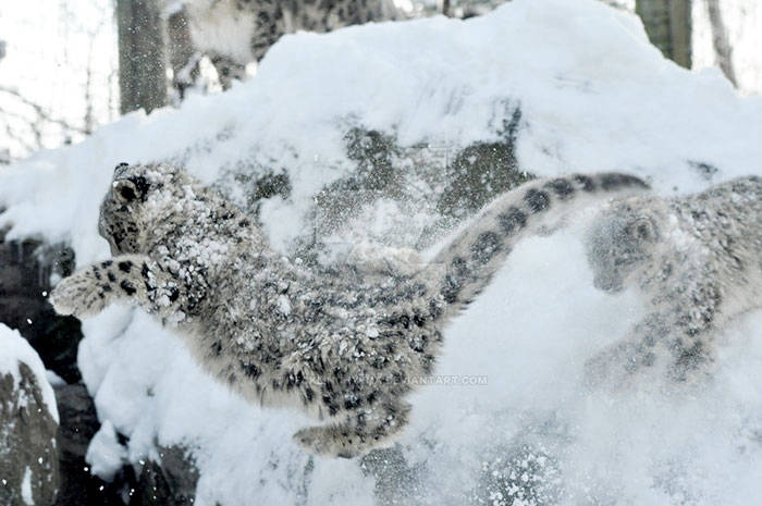 10 очаровательных фотографий снежных барсов, которые заставляют влюбиться в них