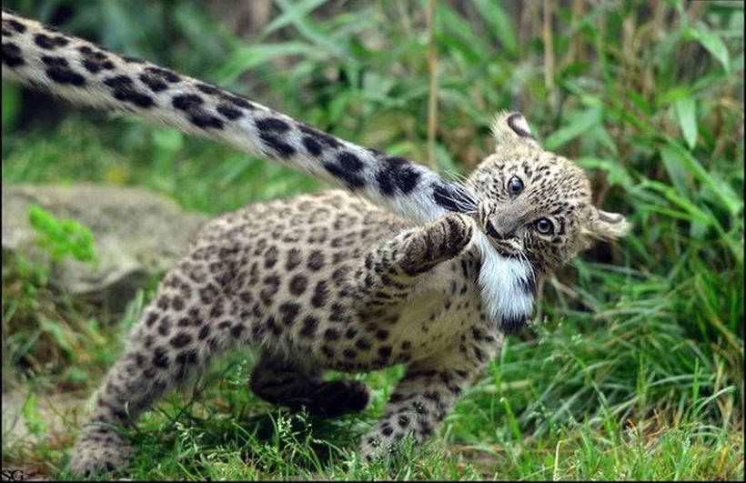 10 charming photos of snow leopards that make them fall in love 