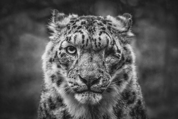 10 charming photos of snow leopards, which force the to be in them 