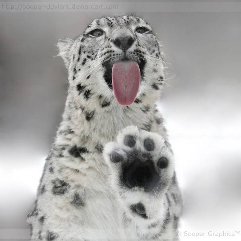 10 charming photos of snow leopards that make them fall in love
