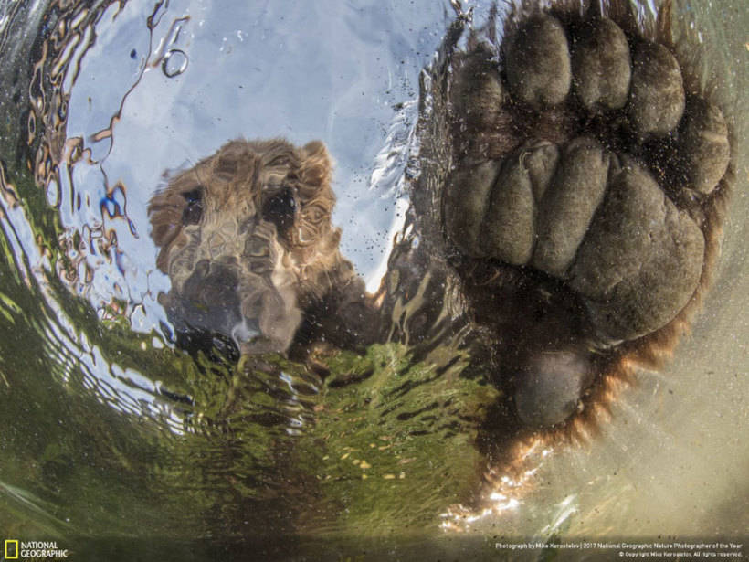 Nat Geo представил работы победителей конкурса фотографов природы 2017 года 