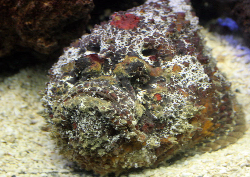 Какие опасности поджидают невнимательных дайверов в коралловых рифах Красного моря