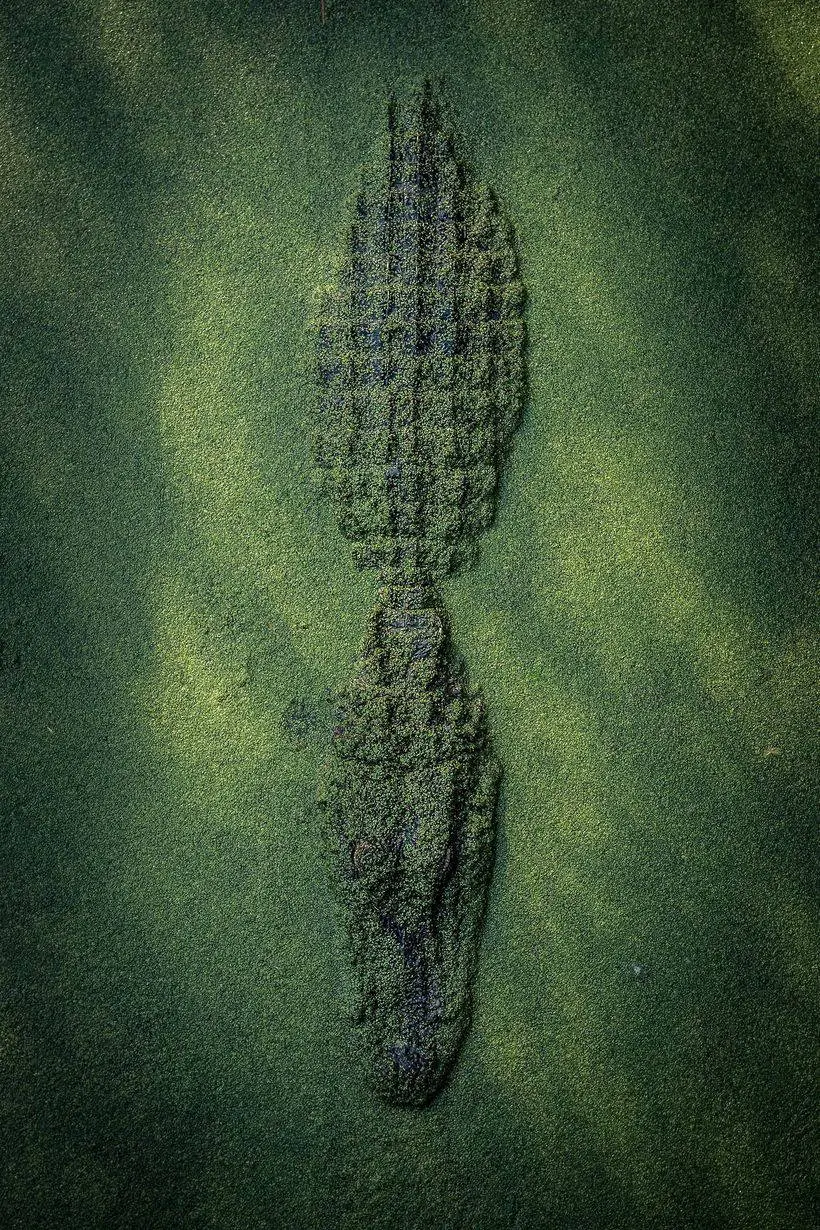 Nat Geo представил работы победителей конкурса фотографов природы 2017 года 