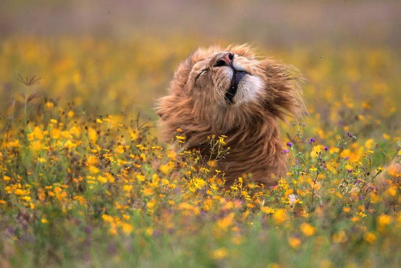 Nat Geo представил работы победителей конкурса фотографов природы 2017 года 