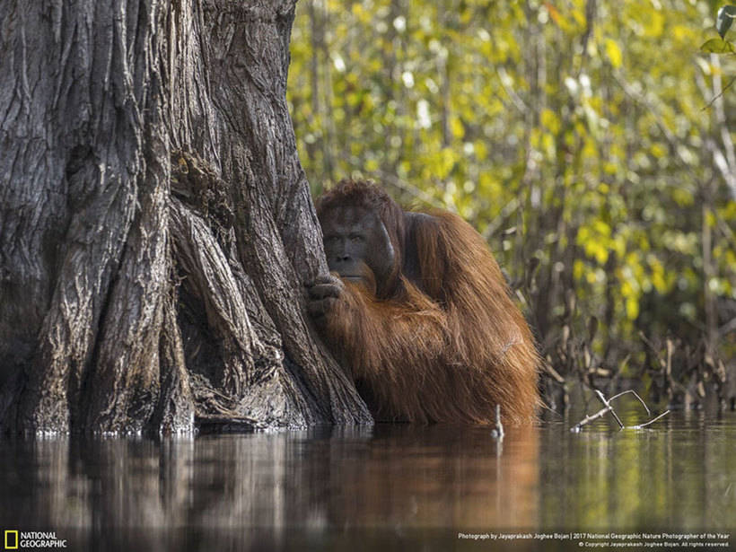 Nat Geo представил работы победителей конкурса фотографов природы 2017 года 