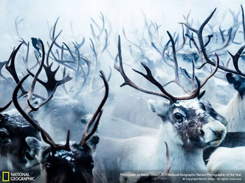 Nat Geo представил работы победителей конкурса фотографов природы 2017 года 