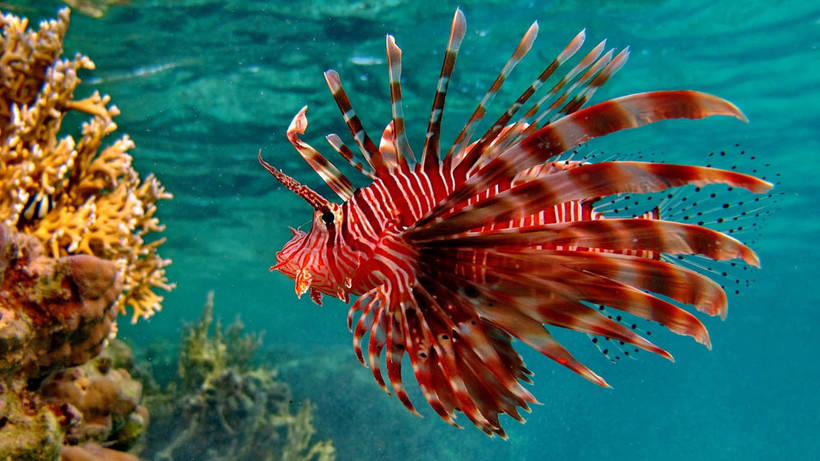 Какие опасности поджидают невнимательных дайверов в коралловых рифах Красного моря