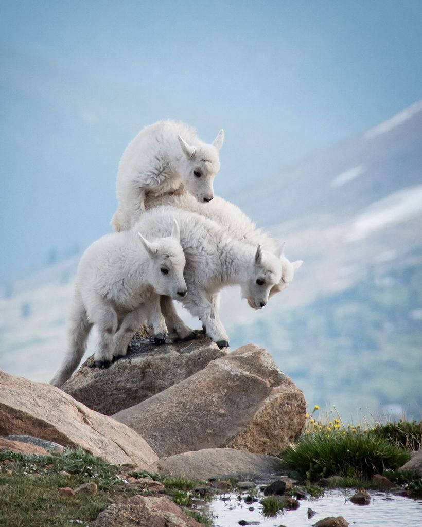 Nat Geo представил работы победителей конкурса фотографов природы 2017 года 