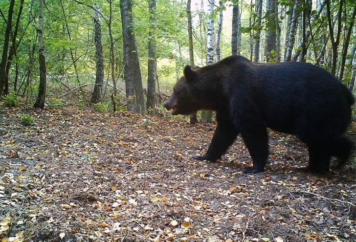 Chambers of photo traps in Chernobyl record incredible things