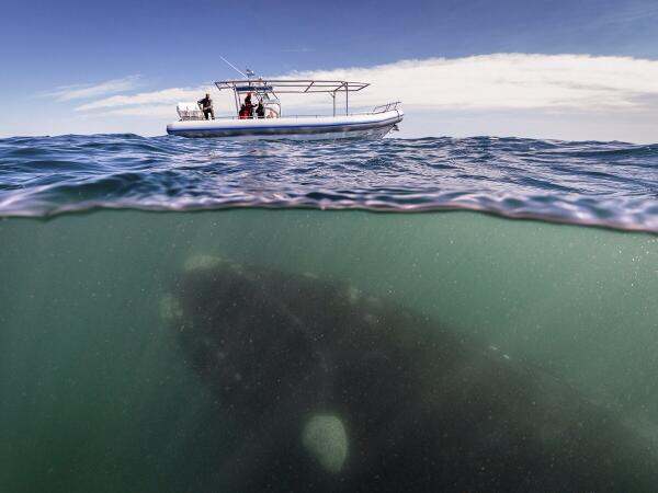 If you can not see these photos to the end, you have thalassophobia