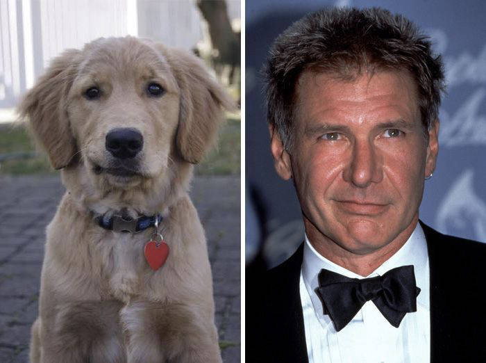 Animals that very much resemble celebrities