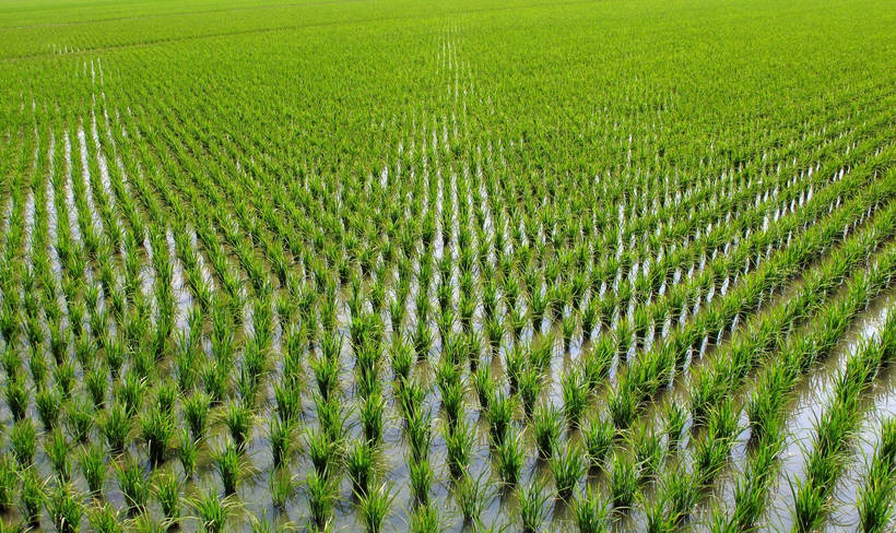 Зачем рисовые поля заливают водой, когда рис прекрасно растет и на обычной почве