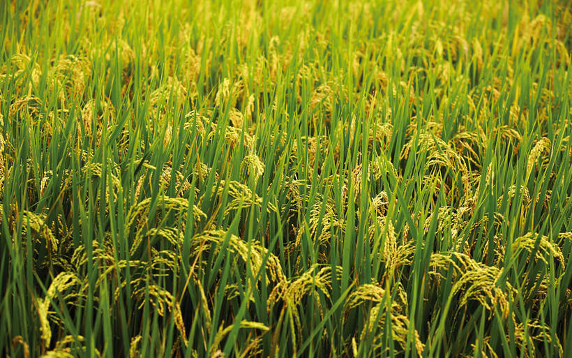 Зачем рисовые поля заливают водой, когда рис прекрасно растет и на обычной почве