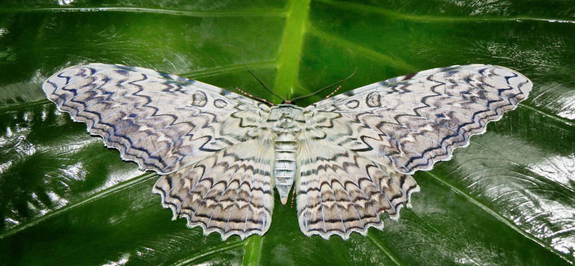 Редкие гиганты: как выглядят 10 самых больших бабочек в мире