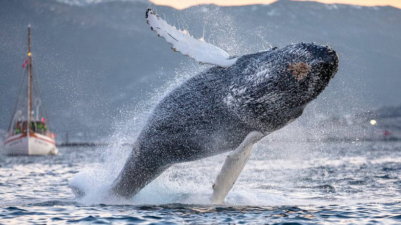 Потрясающие фото, показывающие, как едят и играют киты и косатки у берегов Норвегии