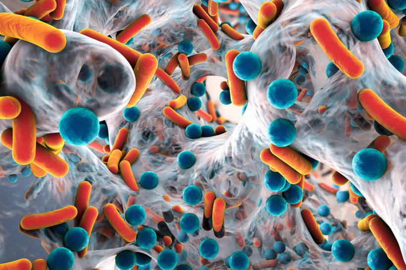 Ученые бьют тревогу: супербактерии устойчивы ко всем известным науке антибиотикам 