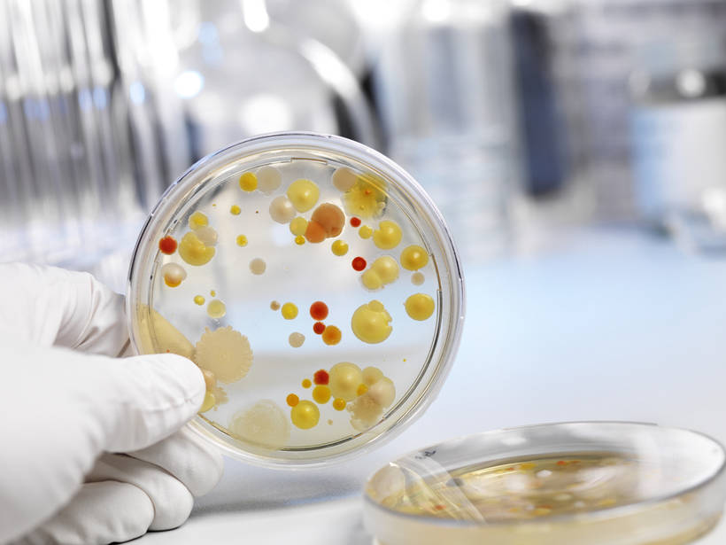 Ученые бьют тревогу: супербактерии устойчивы ко всем известным науке антибиотикам 