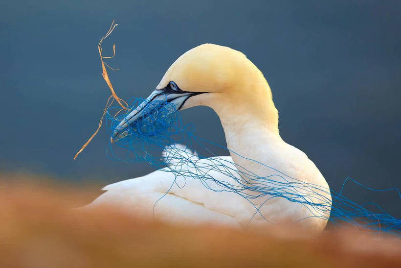 Лучшие работы с Международного конкурса фотографии птиц 2018