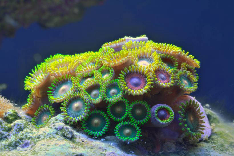 Кораллы — это животные или растения?