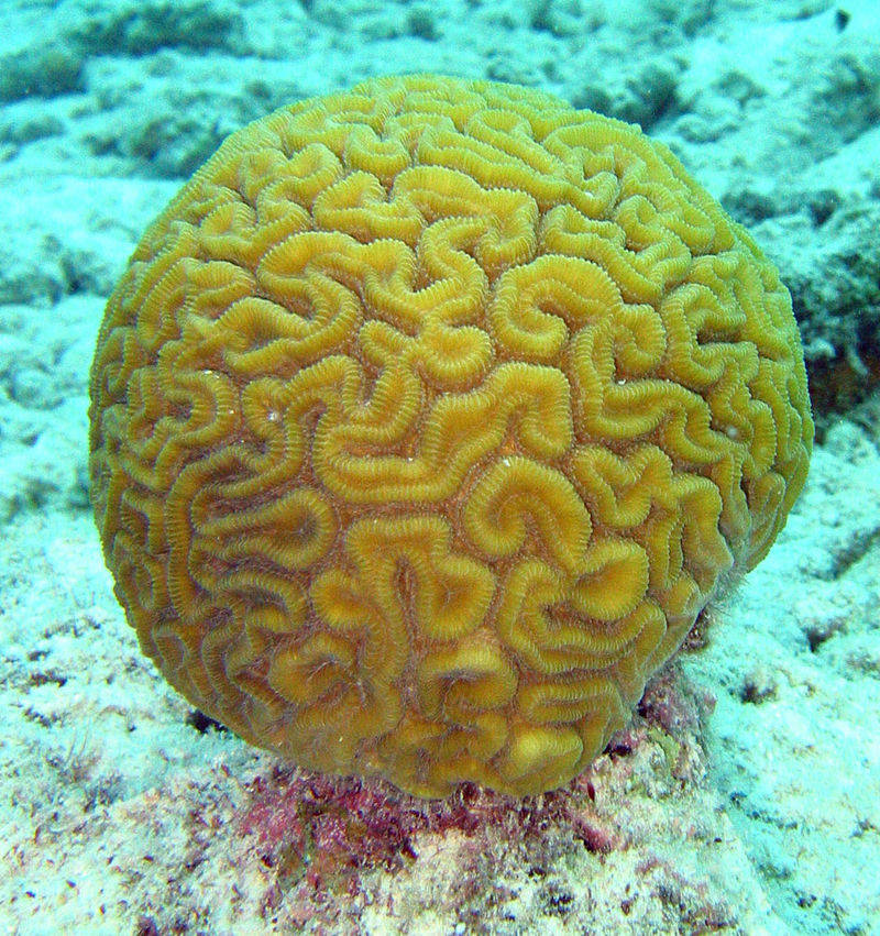 Кораллы — это животные или растения?