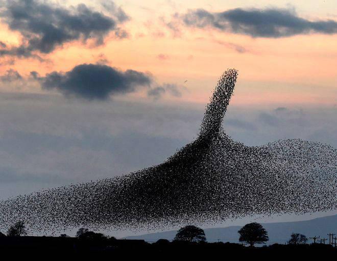 incredible flocks of birds