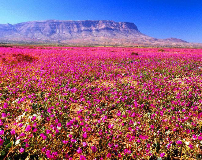 blooming desert