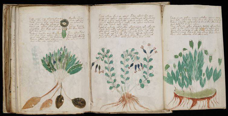 6. The Voynich manuscript is an inexplicable, obvious-incredible, amazing place of the world