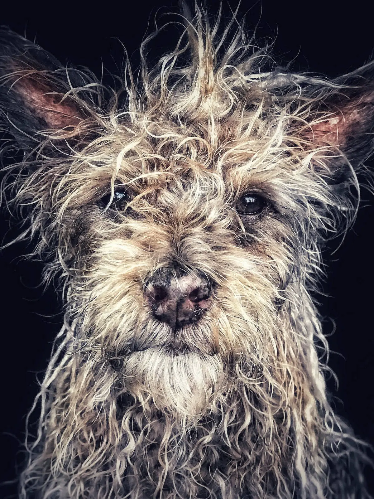 Победители конкурса мобильной фотографии iPhone Photography Awards 2018 3