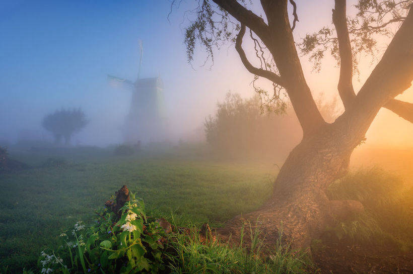 Dutch windmills in the fog - one of the most magical spectacles in the world