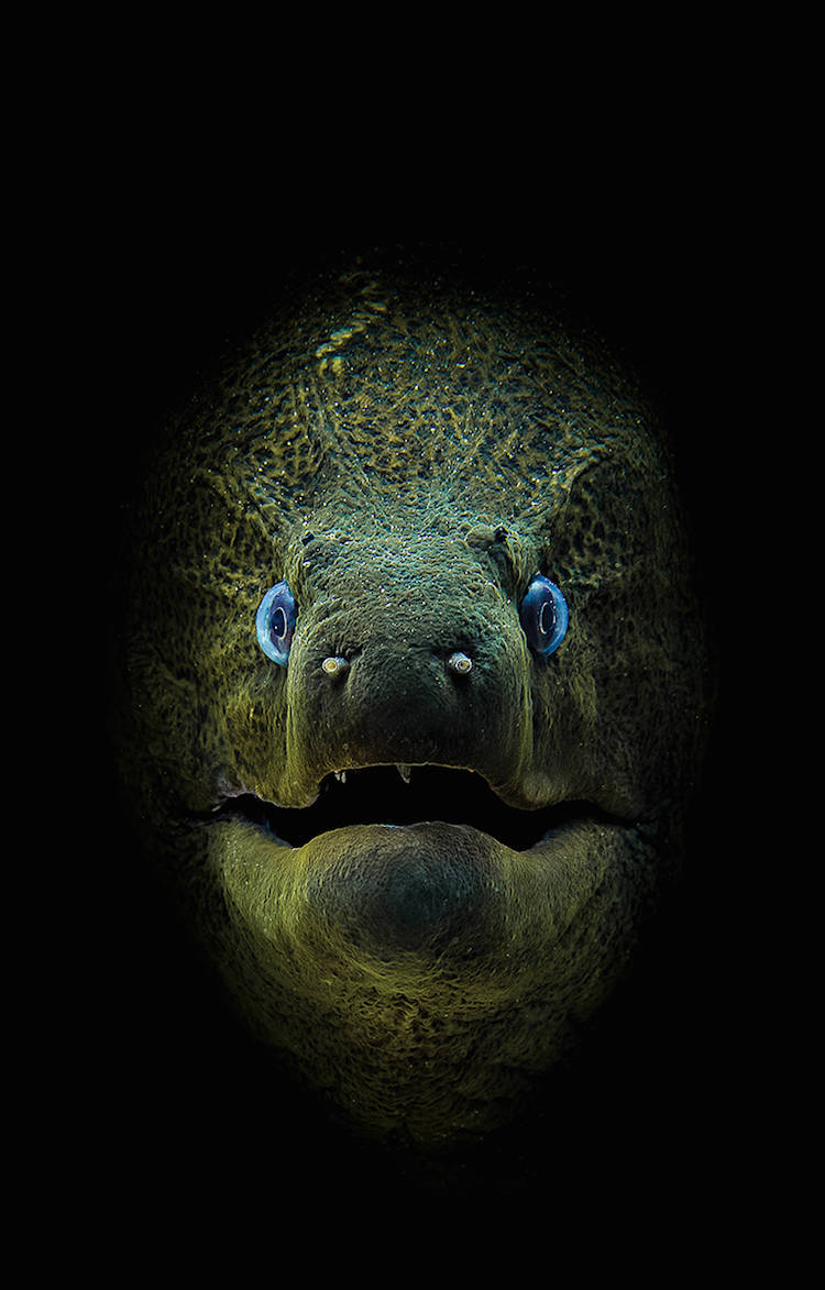 Amazing images that won the scuba diving competition