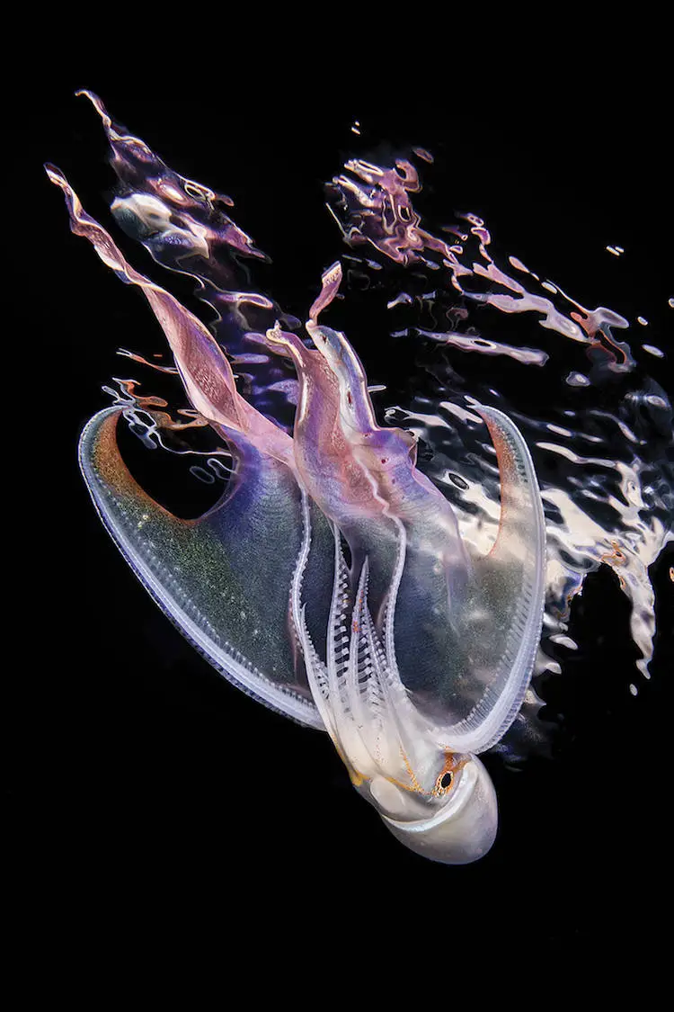 Изумительные снимки, победившие в конкурсе подводной фотографии Scuba​ ​Diving​ 