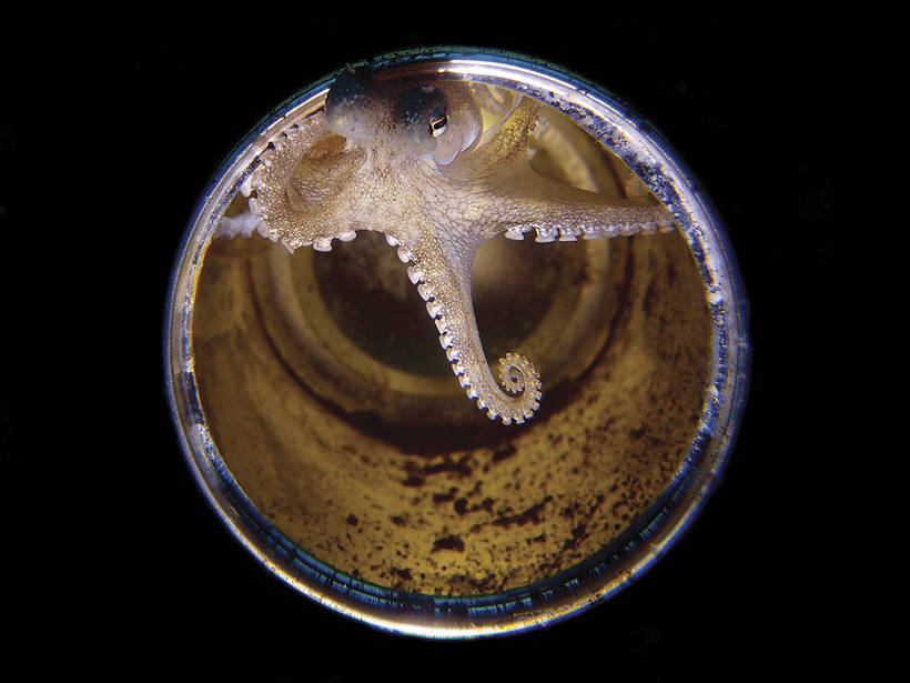 Дивовижні знімки, які перемогли в конкурсі підводної фотографії Scuba Diving