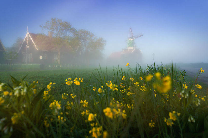 Dutch windmills in the fog - one of the most magical spectacles in the world