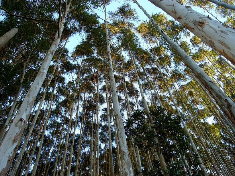 Transgenic eucalyptus: why genetics created this fast-growing monster