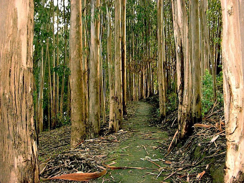 Transgenic Eucalyptus: why genetics created this fast-growing monster