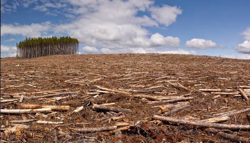 Transgenic Eucalyptus: why genetics created this fast-growing monster