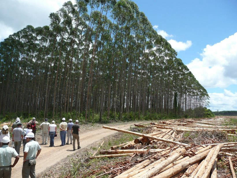 Transgenic Eucalyptus: why genetics created this fast-growing monster