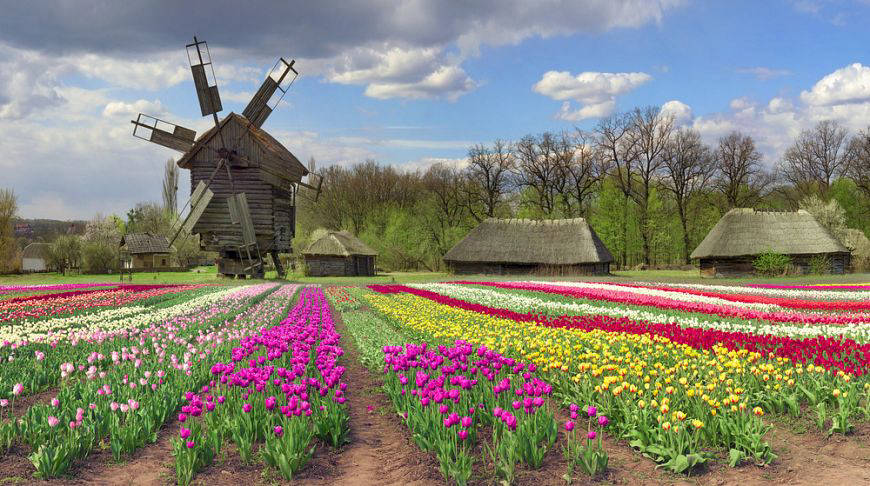 A sea of ​​flowers! The most lush gardens in Kiev