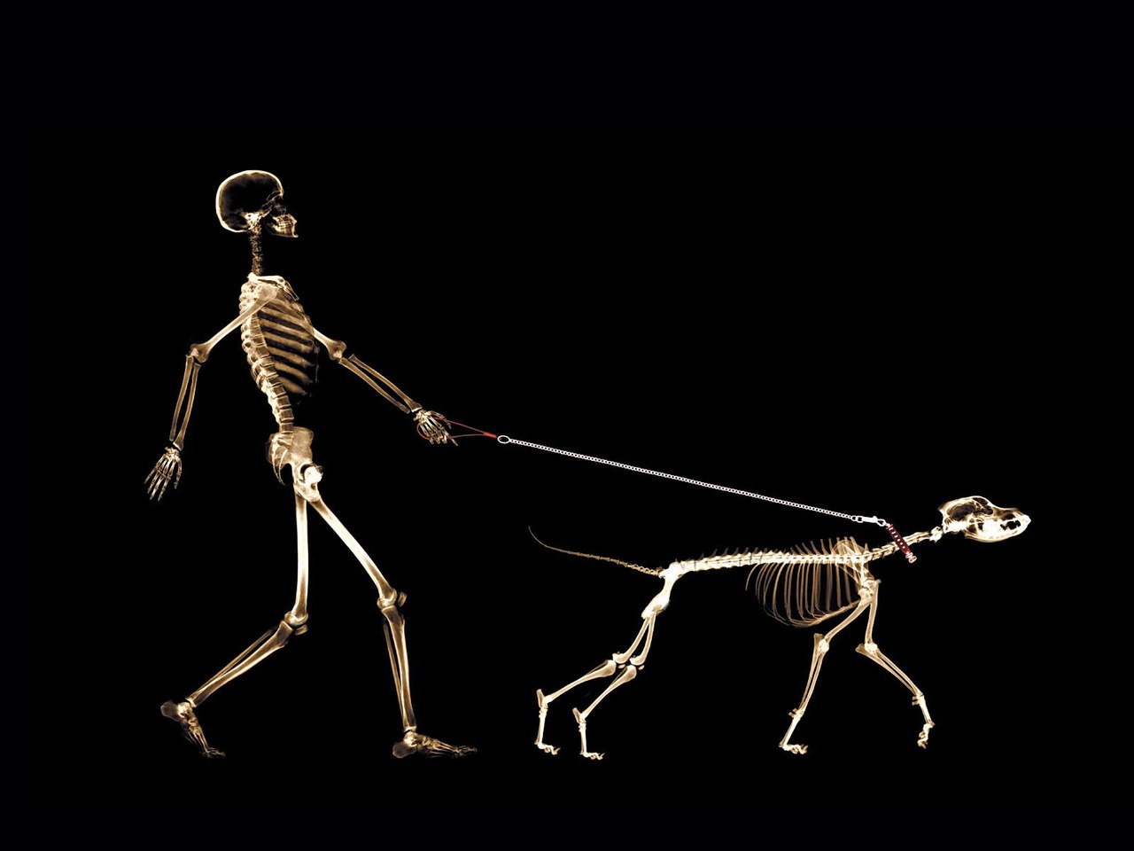 Wie Röntgen seine Strahlen entdeckte