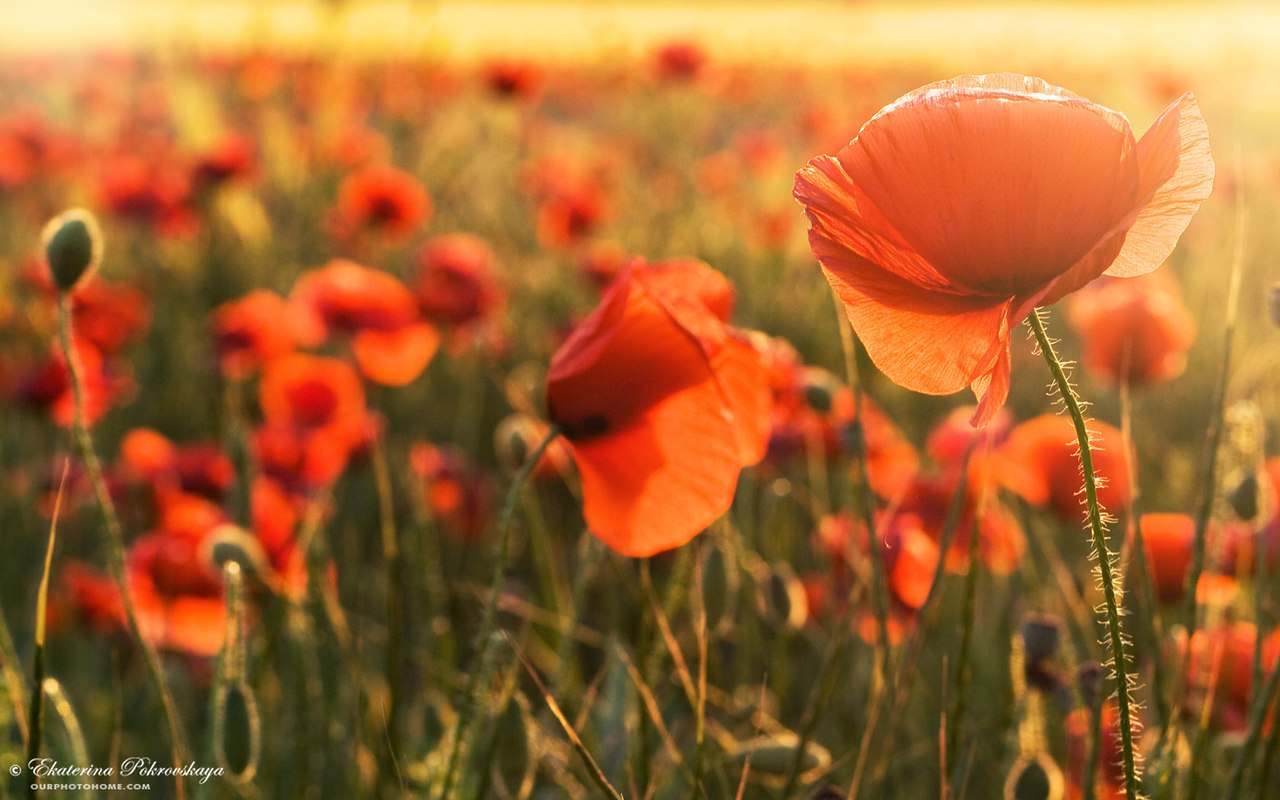 Sommer ist nicht nur die Zeit, in der es warm ist, Sommer ist auch die Zeit, in der man Geld hat