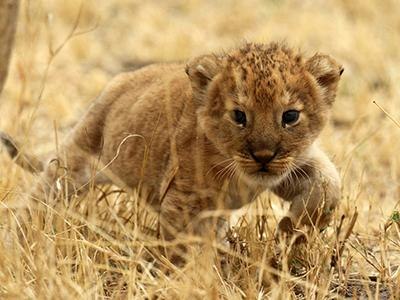 Лучшие фотографии природы 2012 годаМногие фотографии природы, а также живых существ, населяющих нашу планету, взяты из галереи «The Natural World», для которой были отобраны лучшие снимки животных и окружающей среды, поступавшие из различных источников в - 8